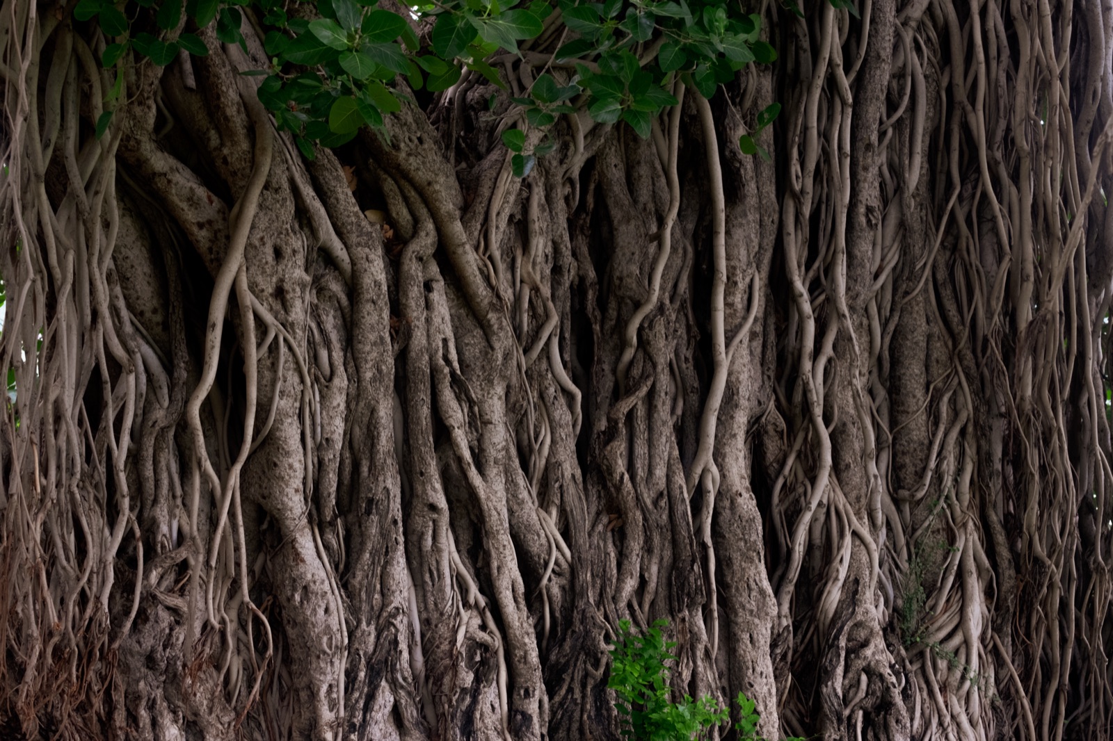 Aerial roots, trunk, and green leaves of a banyan tree