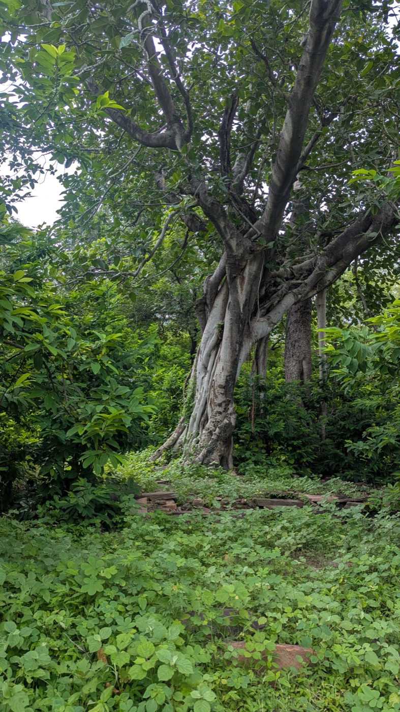 Vertical view into the dense green canopy of a banyan tree during monsoon