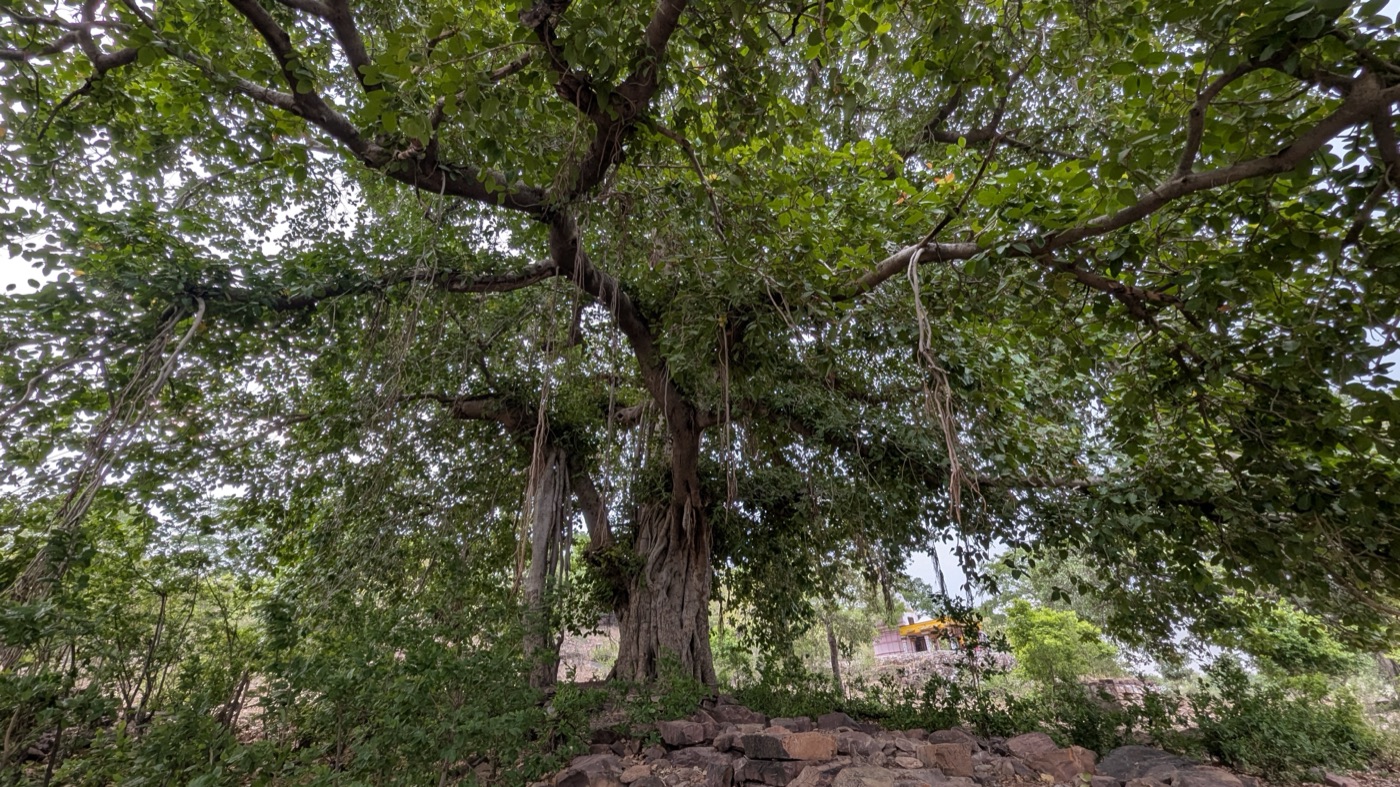 Wide view of a banyan tree with spreading branches and shaded ground habitat