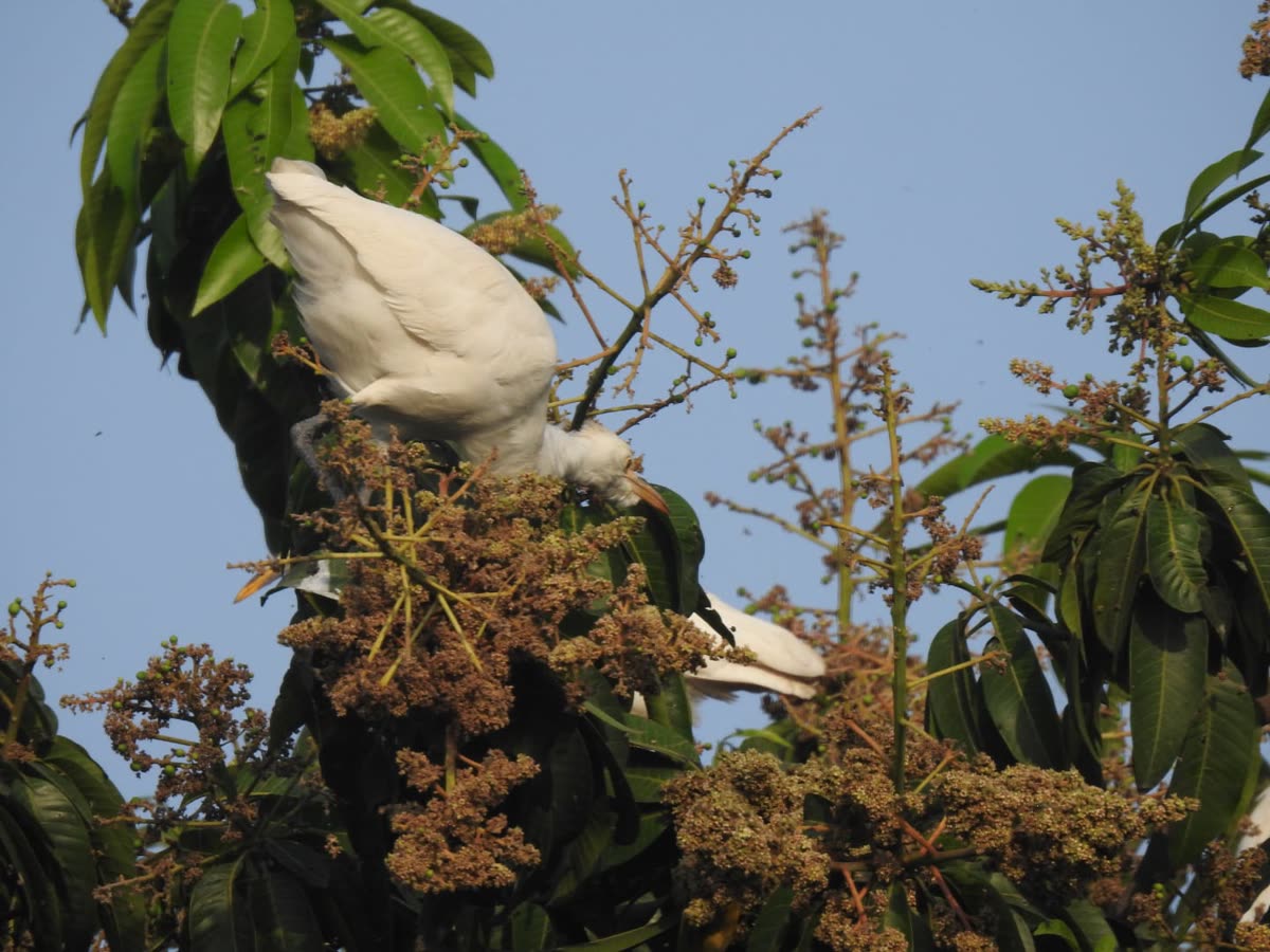 Cattle egret foraging among mango flower clusters in Kota district, Rajasthan