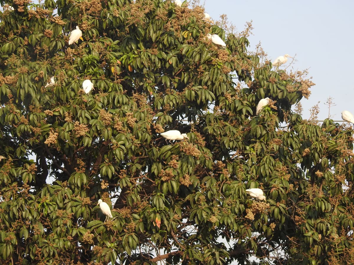 Cattle egrets visible across a flowering mango tree canopy in Kota