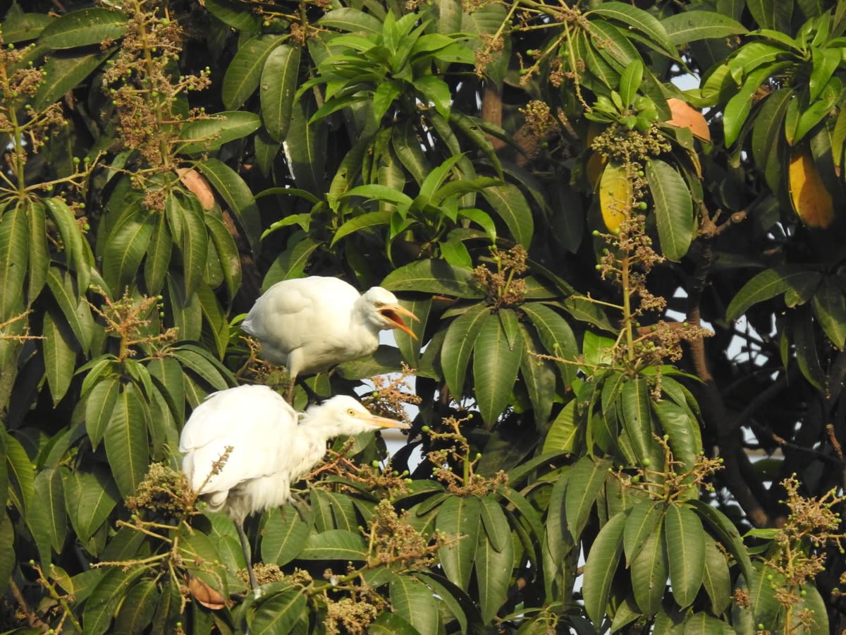 Two cattle egrets perched among mango leaves and flower clusters during canopy foraging