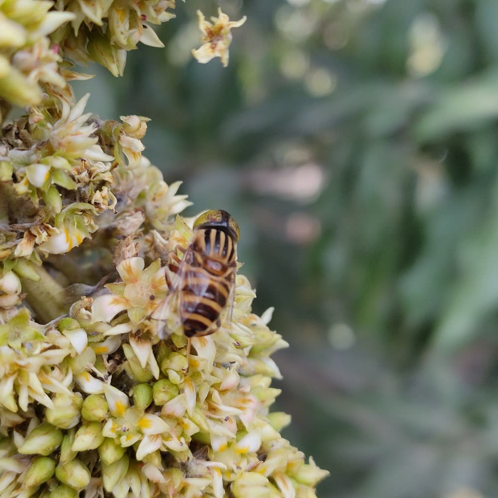 Bee visiting pale mango flowers during spring bloom