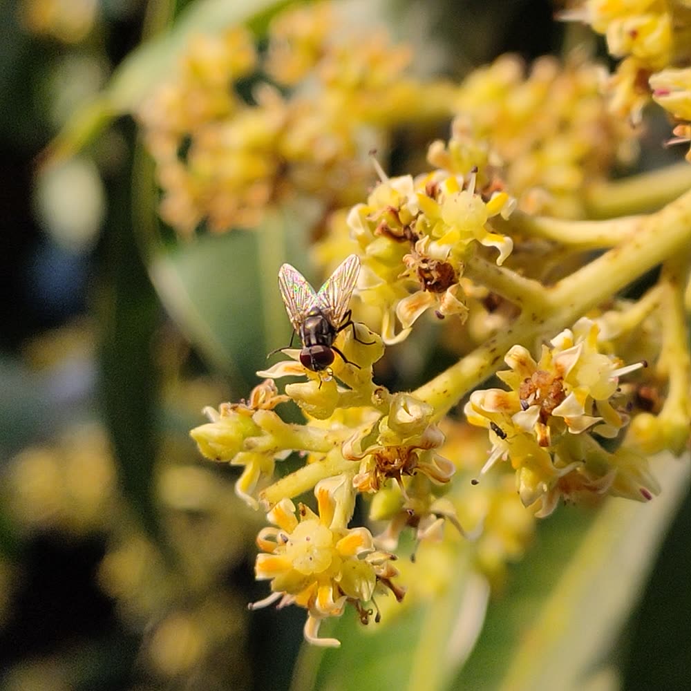 Small fly or bee visiting yellow mango inflorescences