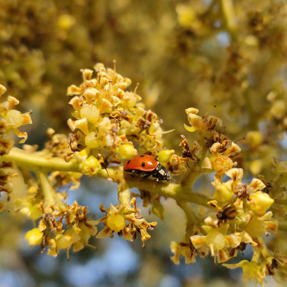 Lady beetle on a mango flower cluster