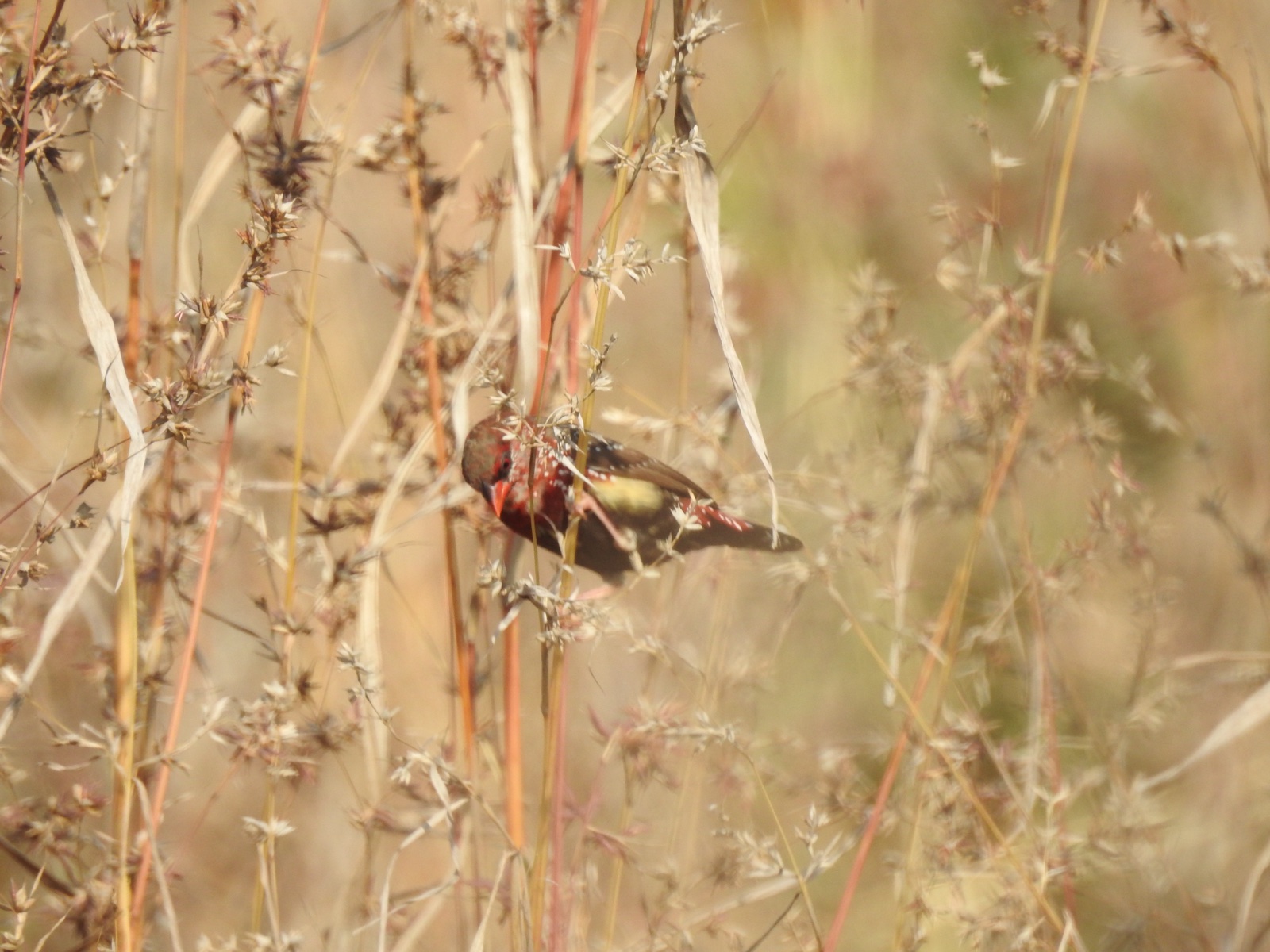 Red Avadavat feeding among Apluda mutica grass seed heads