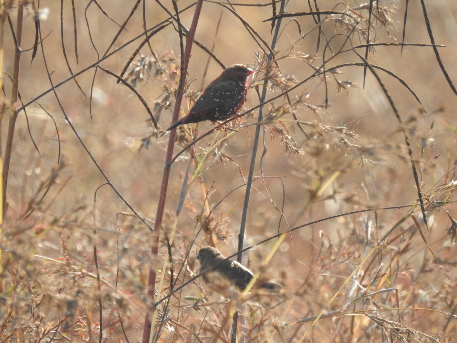 Red Avadavat partly hidden while feeding on Apluda mutica grass