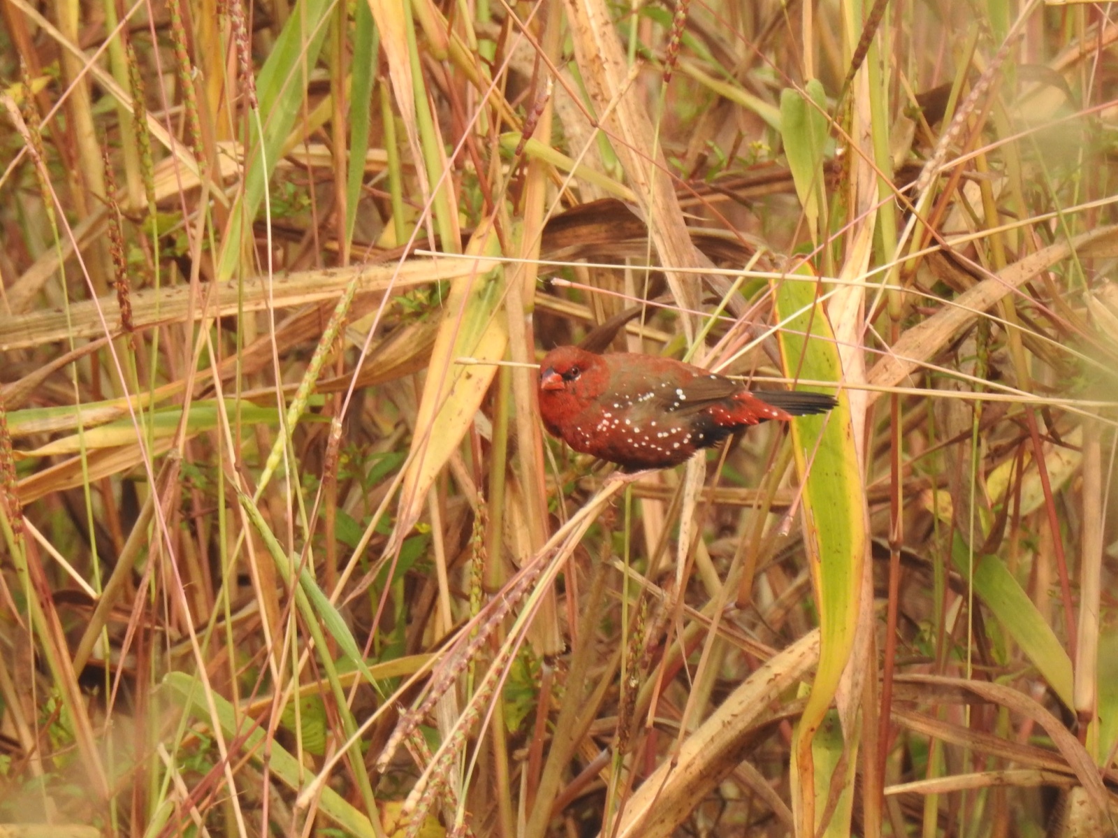 Red Avadavat among Saramola grass seed heads