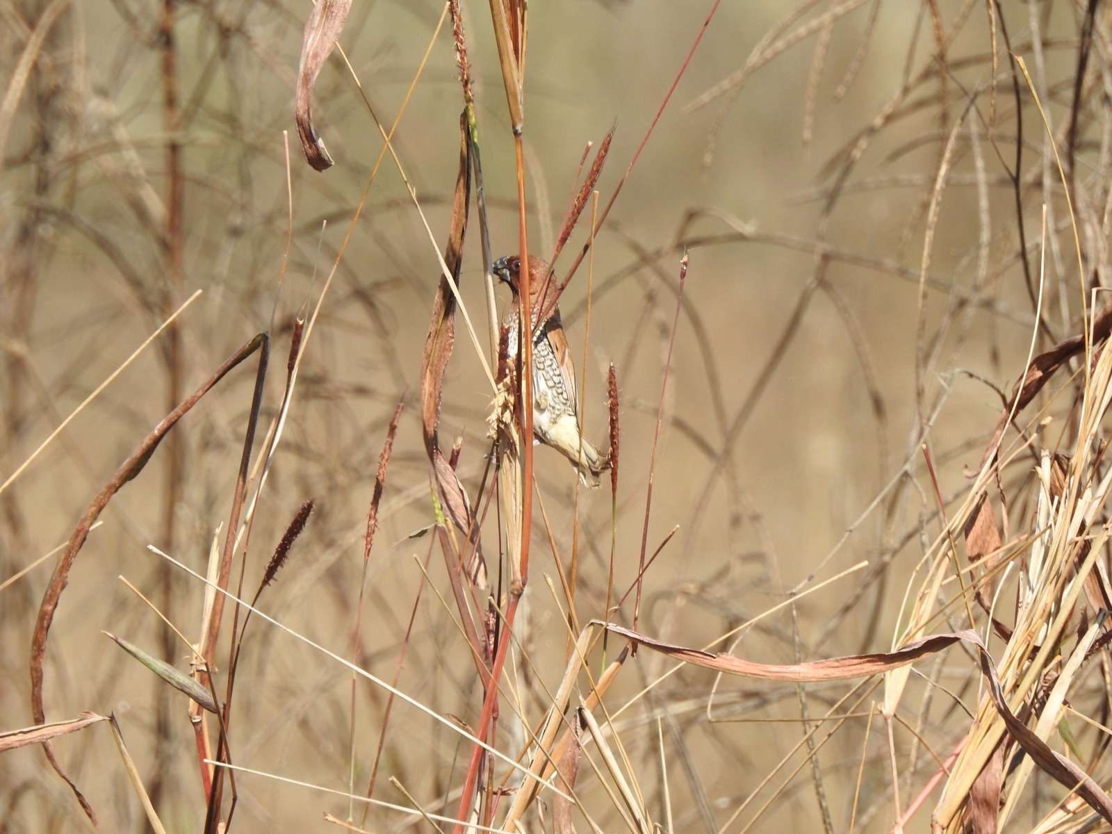 Scaly-breasted Munia perched within Saramola grass seed heads