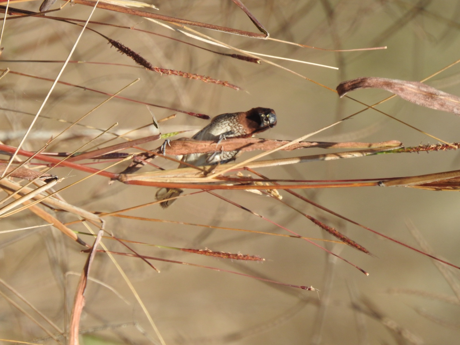 Scaly-breasted Munia holding a Saramola grass stem with seed heads