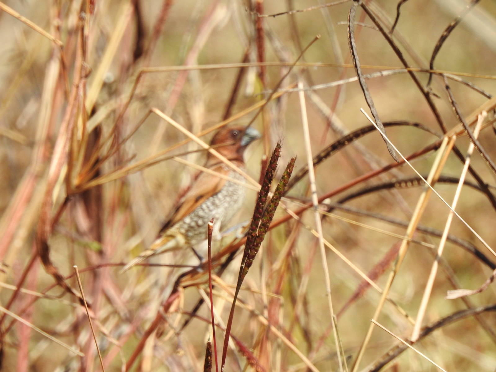Scaly-breasted Munia feeding from a Saramola grass seed head