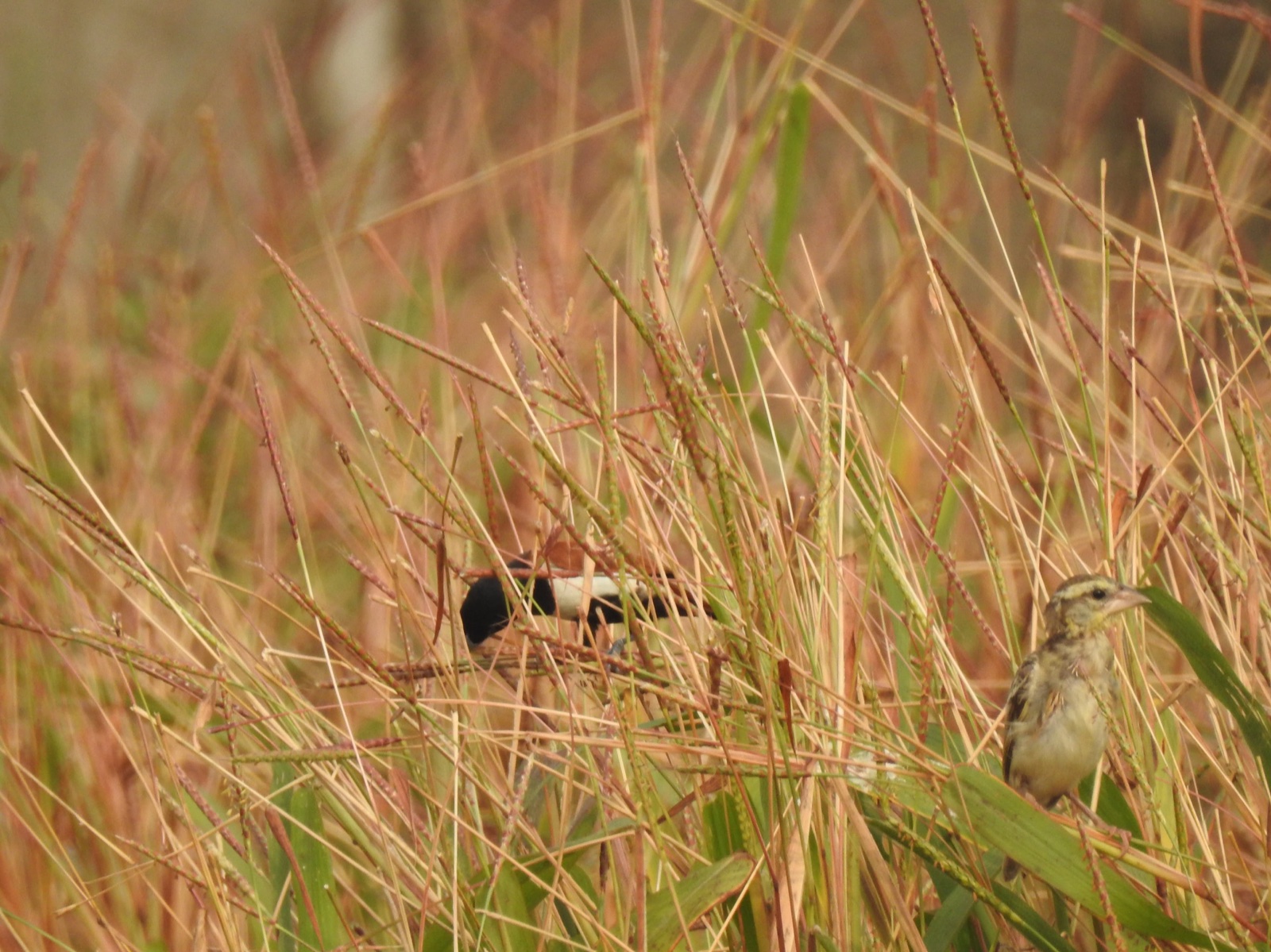 Tricoloured Munia among Saramola grass seed heads with another munia nearby