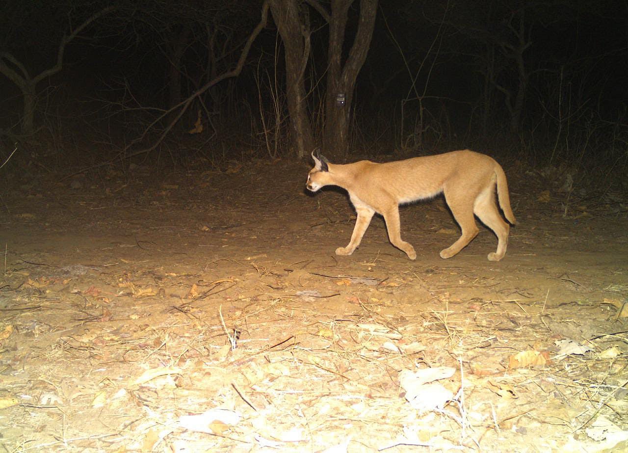 Caracal in Mukundara landscape