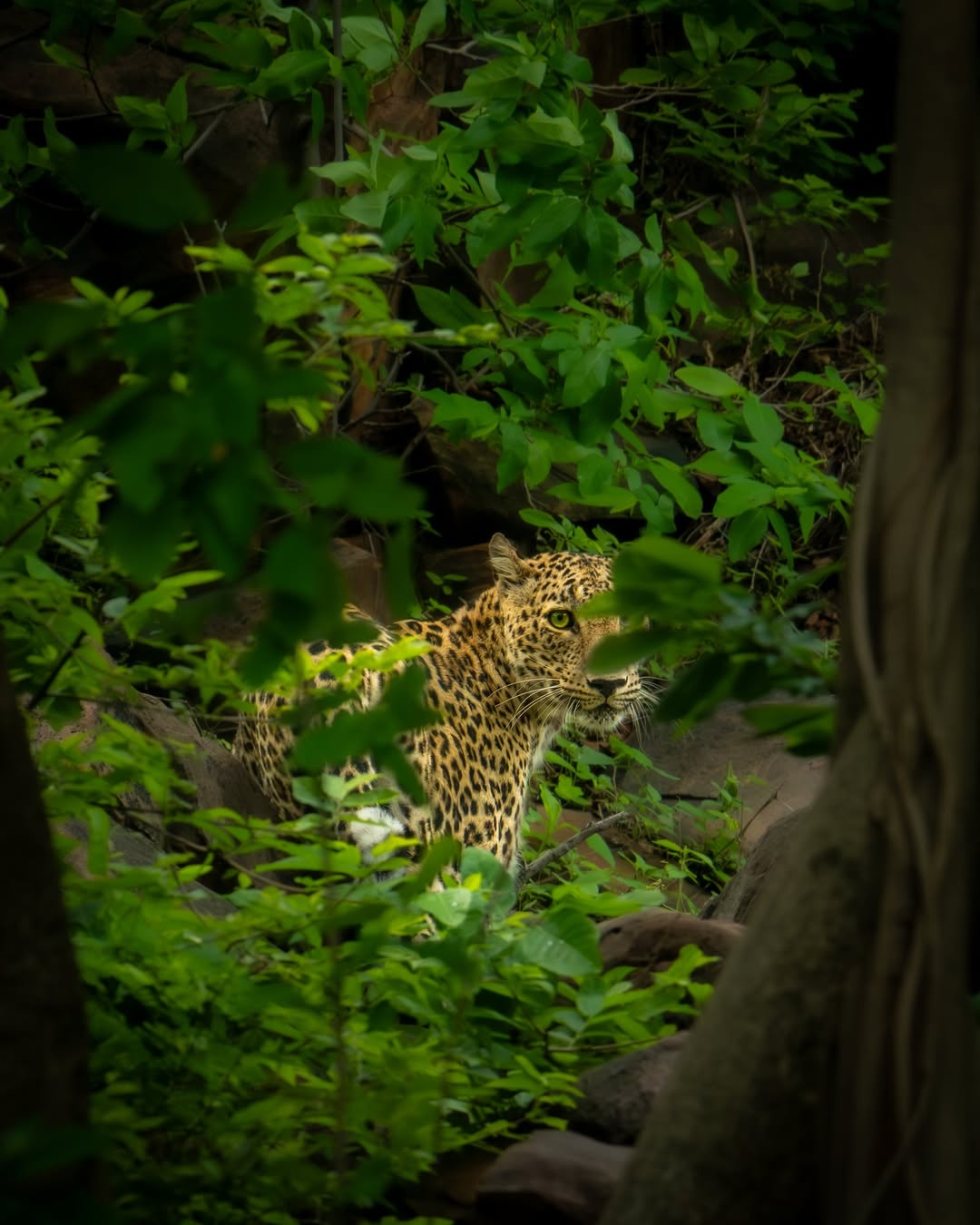 Rocky ridge and dry deciduous habitat in MHTR